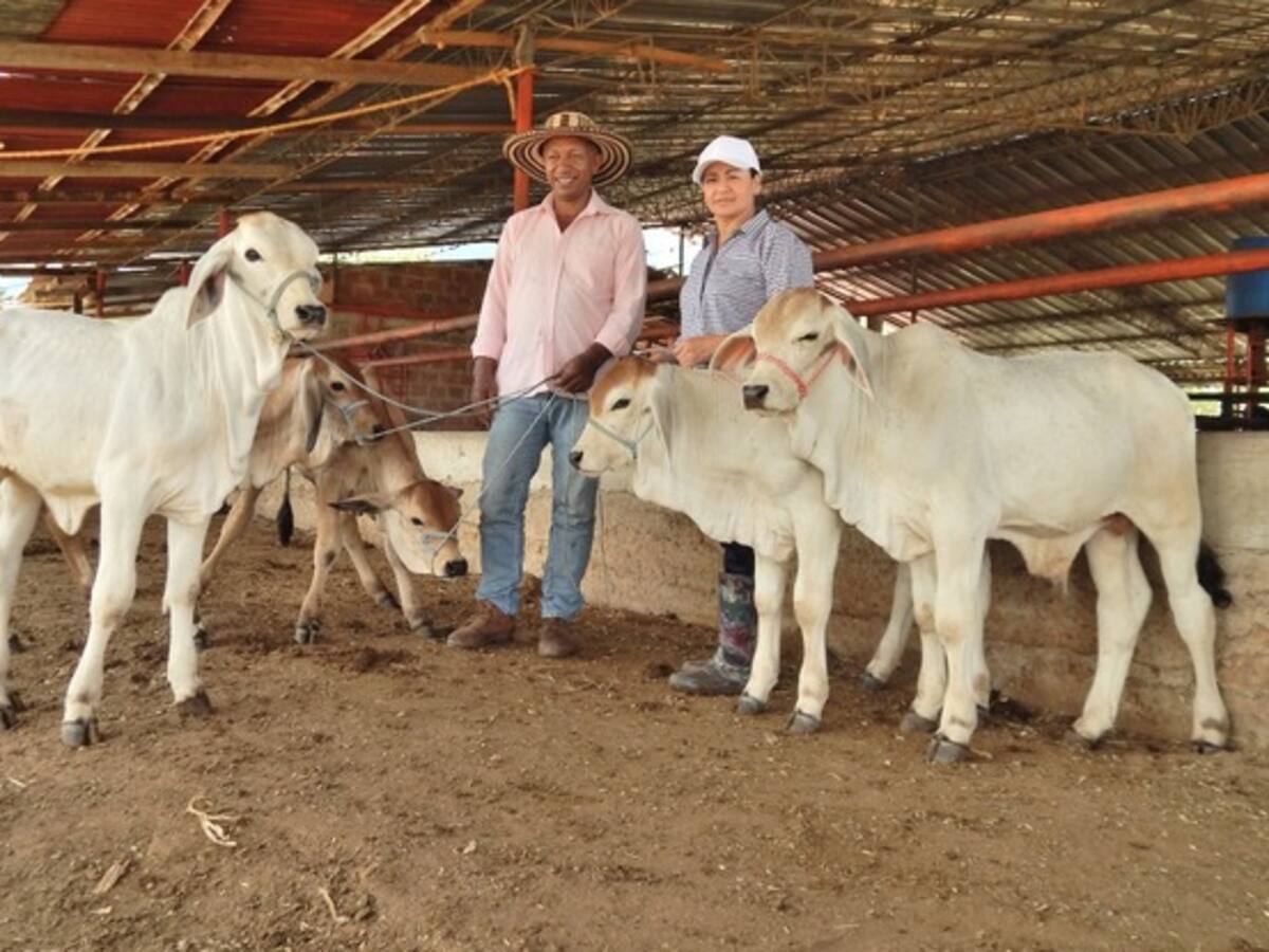 Ganaderos en el Huila afectados por precios en los peajes y el combustible