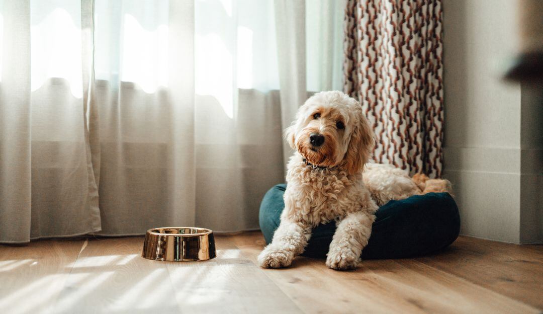 ¿Cómo evitar que las mascotas se desesperen cuando se les sirve la comida?