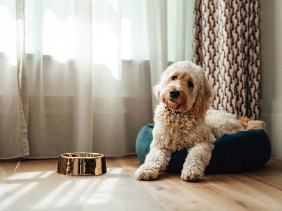 ¿Cómo evitar que las mascotas se desesperen cuando se les sirve la comida?