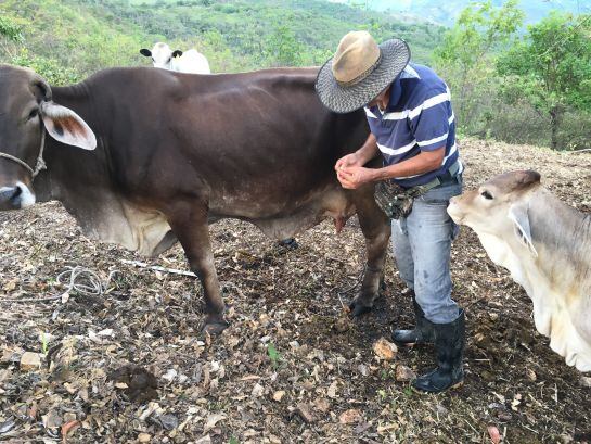 Finca San Gregorio, en la vereda Capotes, de Tocaima - Cuindinamarca