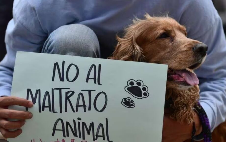 En Huila y Tolima la fiscalía adelanta acciones judiciales contra dos hombres por su presunta responsabilidad en agresiones contra animales