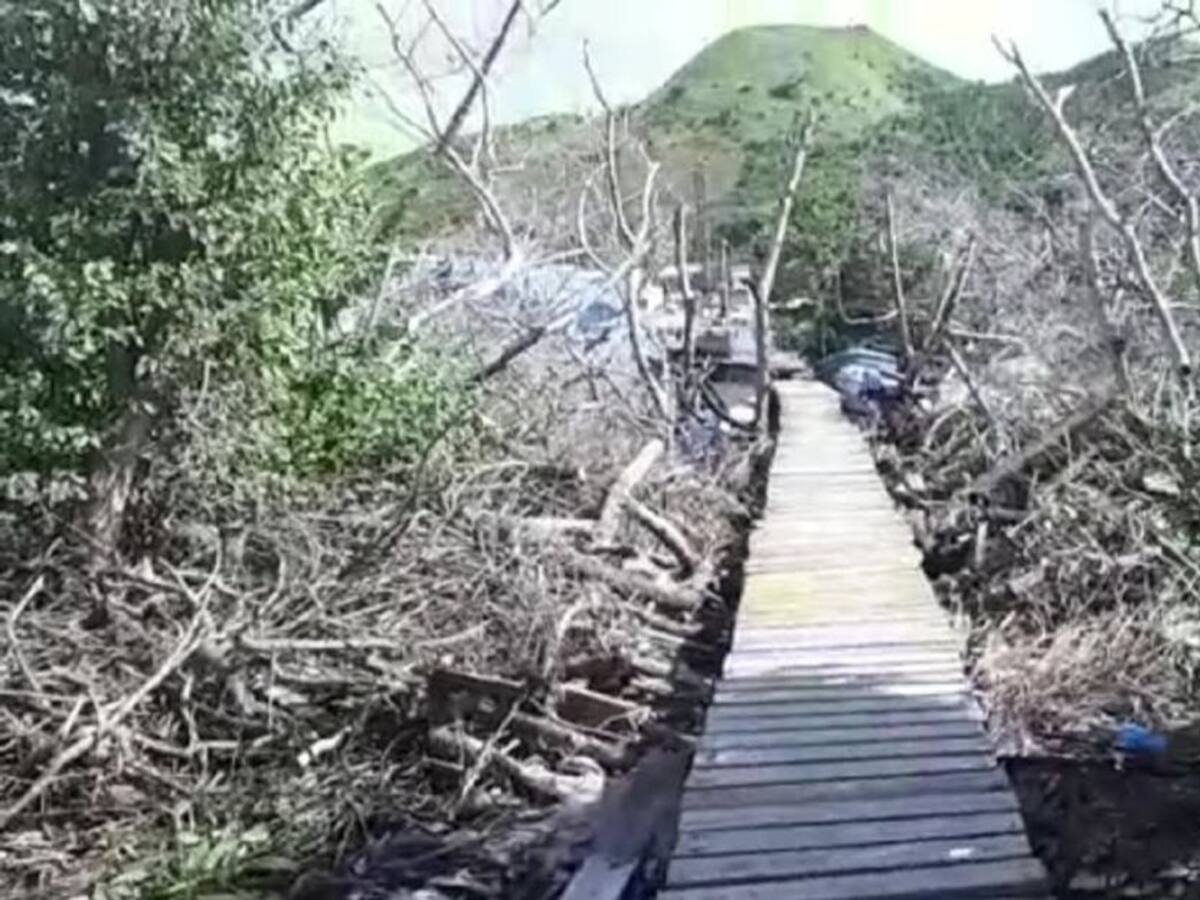 Agilizar en reforestación de manglares, piden en Providencia