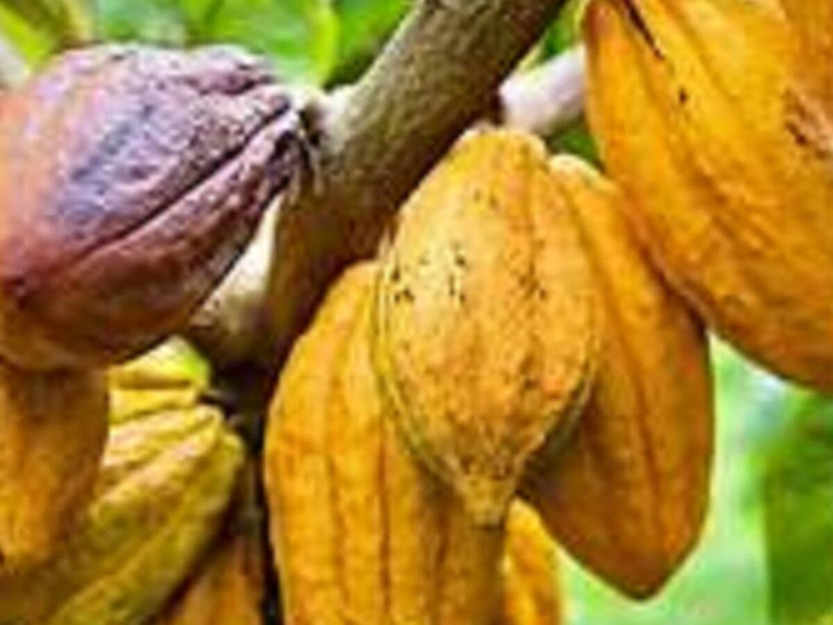 El 2022 un año de muchas expectativas para la cadena del cacao en el Huila