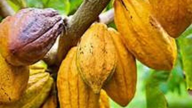 Las inversiones direccionadas al fortalecimiento de la cacaocultura sobrepasan los $12.000 millones, que permitirán financiar proyectos de gran impacto.