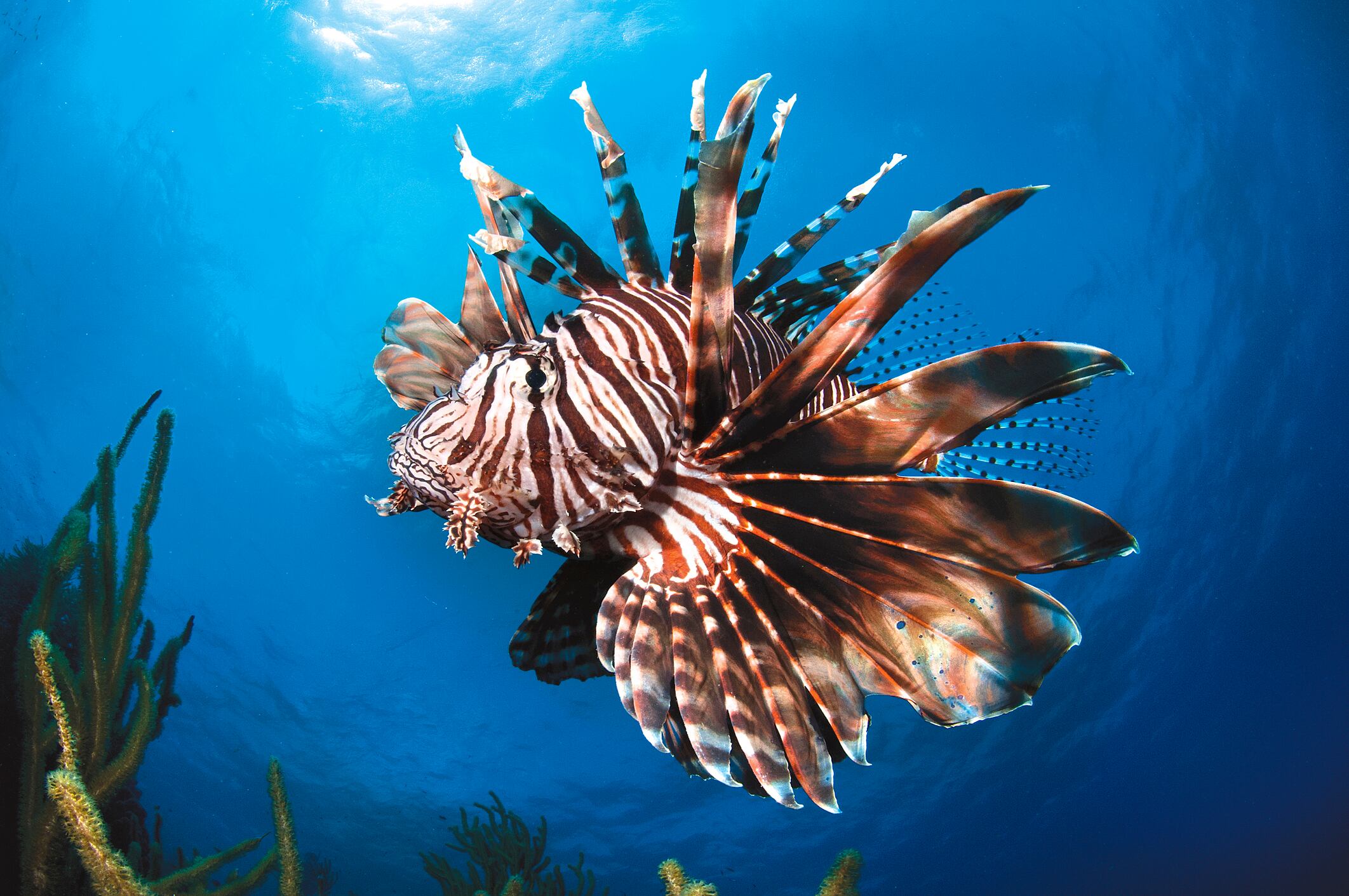 Pez león (Pterois volitans). Getty Images