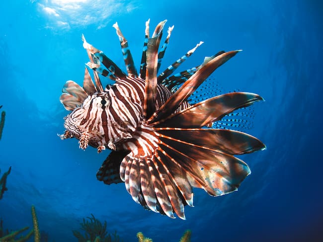 Pez león (Pterois volitans). Getty Images
