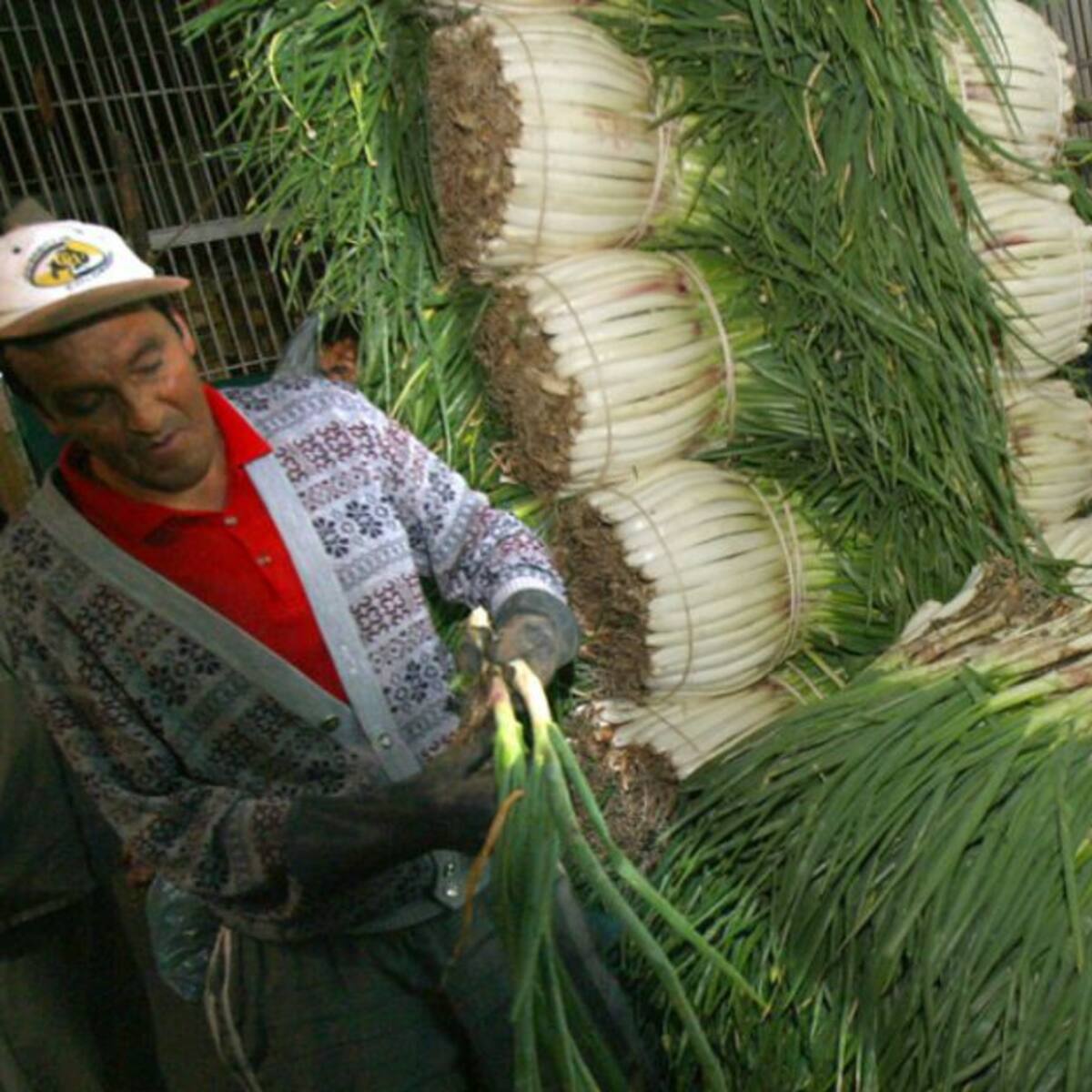 Más de 5 mil cebolleros en crisis económica desde hace 3 meses en Boyacá