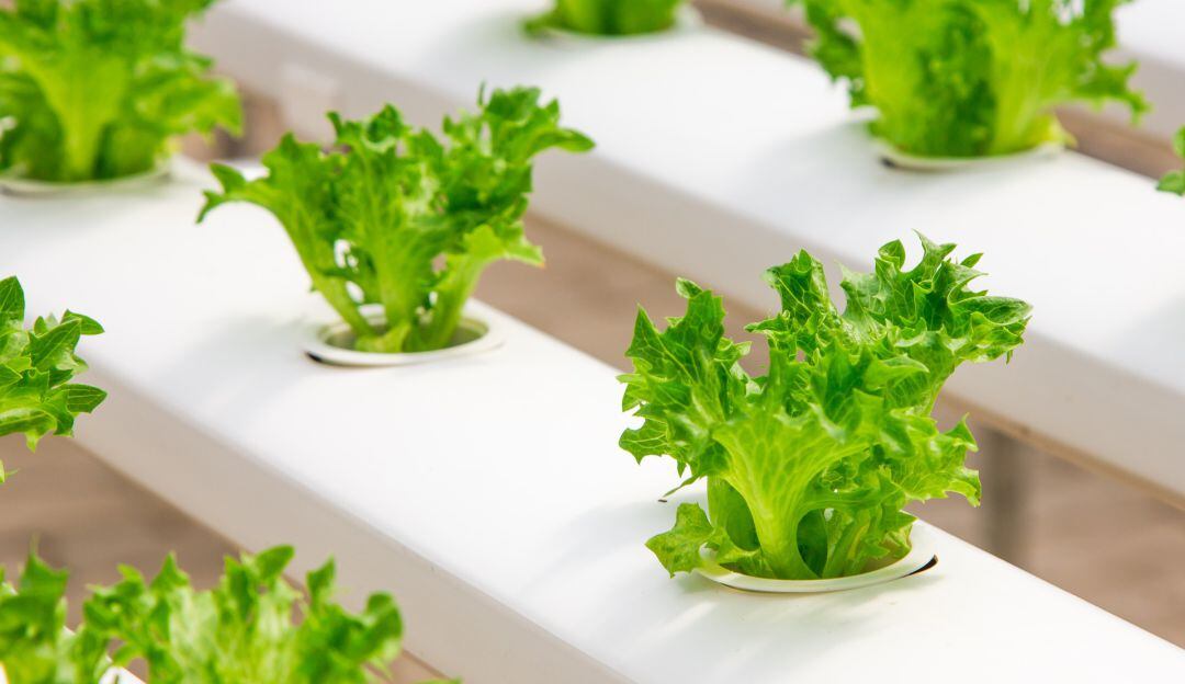 Cultivos hidropónicos