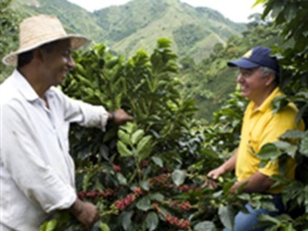 Cafeteros de Colombia han recibido más de $577 mil millones