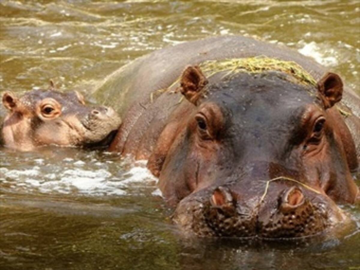 Hipopótamos fugados fueron esterilizados y se recuperan muy bien