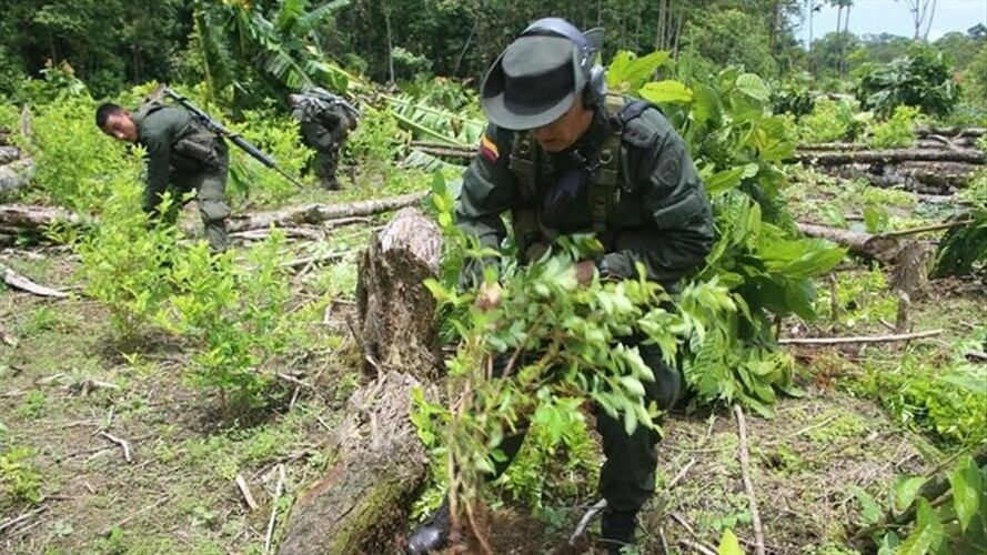 Se cumplió el 62% de la meta de erradicación de coca en 2017: Mindefensa. Foto: Colprensa