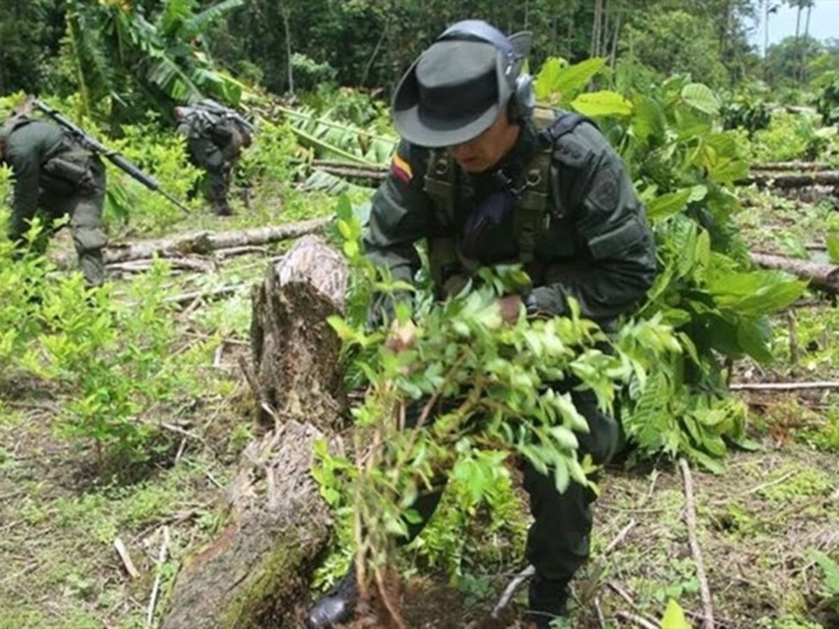 Se cumplió el 62% de la meta de erradicación de coca en 2017: Mindefensa