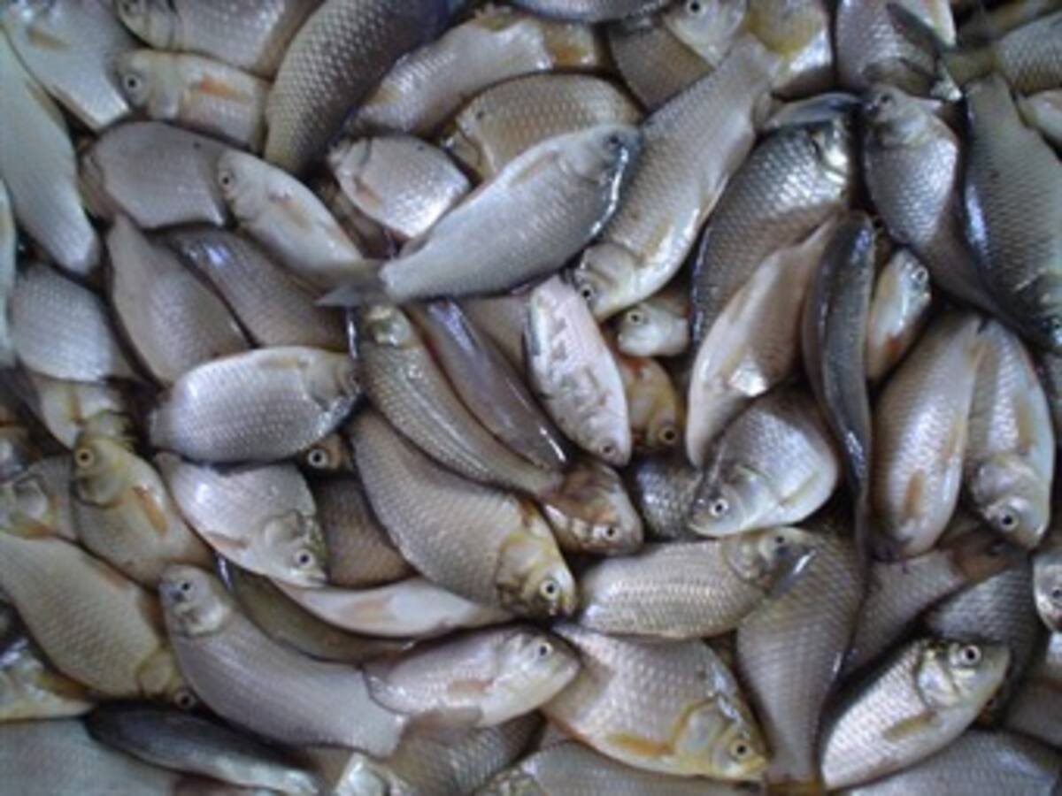 Pesca con dinamita habría generado mortandad de peces en Santa Marta