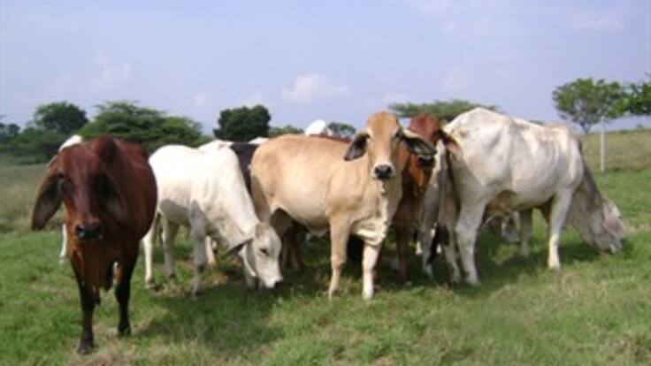 Supersociedades interviene Fondo Ganadero de Córdoba