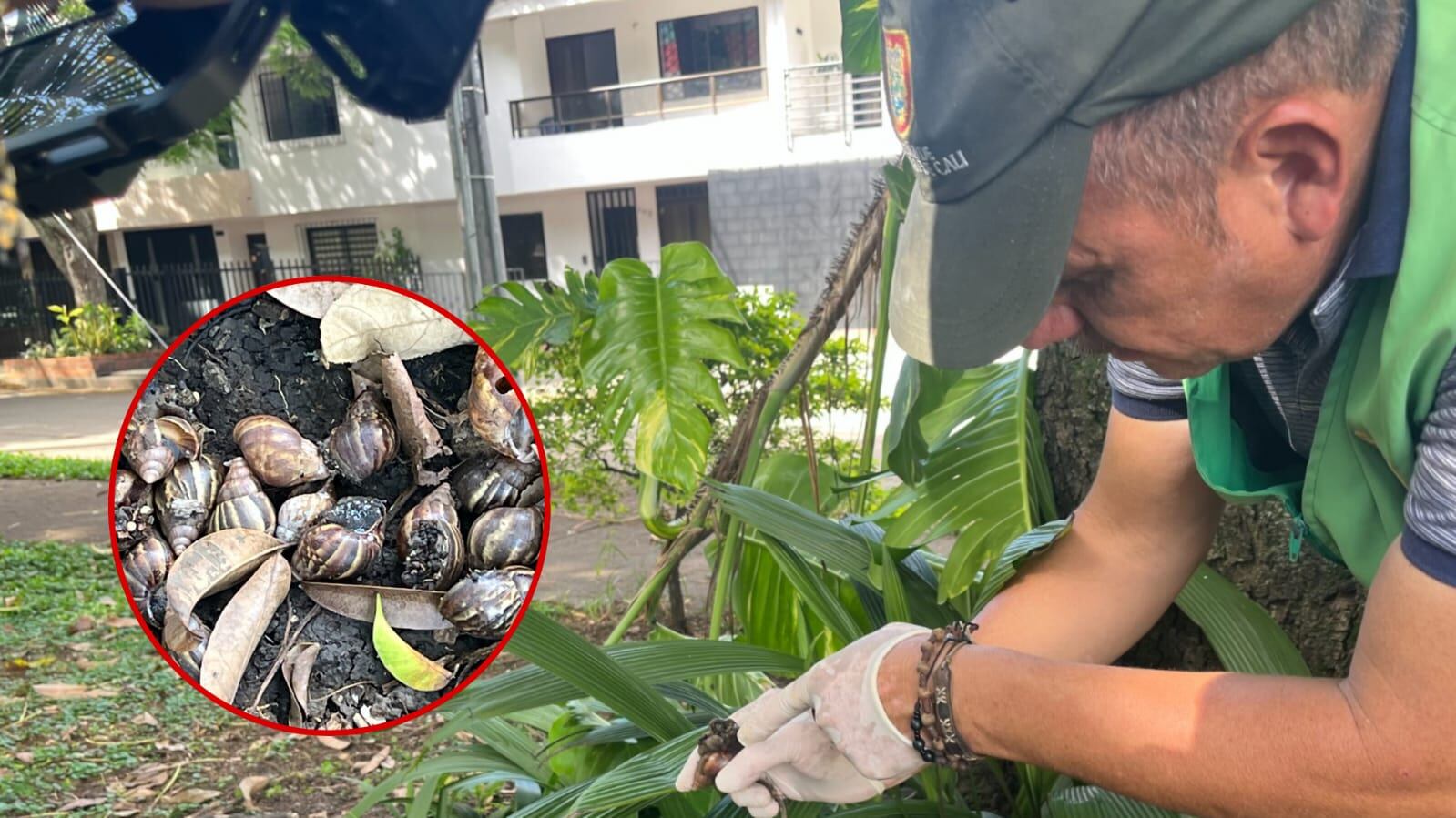 Aumento de caracoles por las lluvias en Cali.