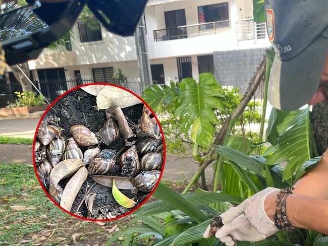 Aumento de caracoles por las lluvias en Cali.