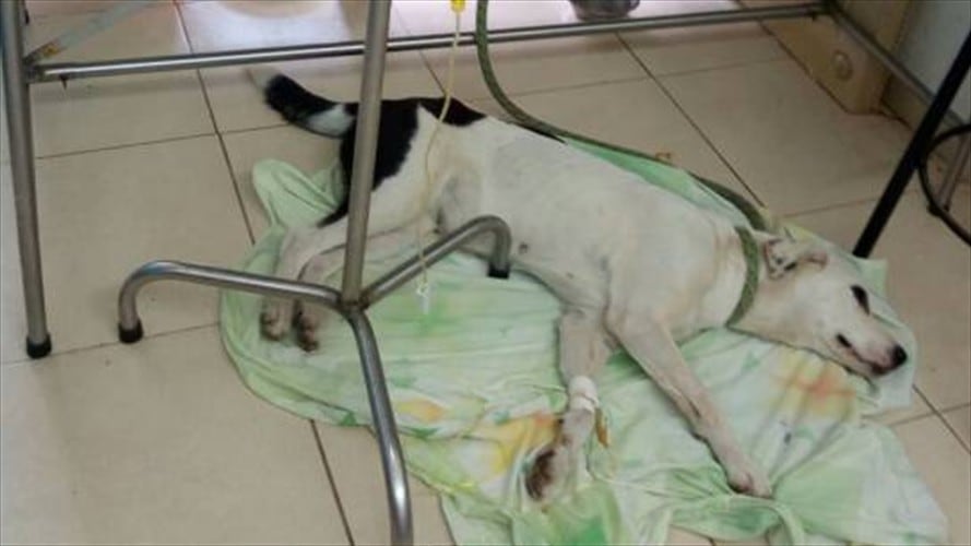 Perra murió en aeropuerto Palonegro luego de ser abandonada por su amo. Foto: Cortesia fundación Amigos de los Animales y la Naturaleza.