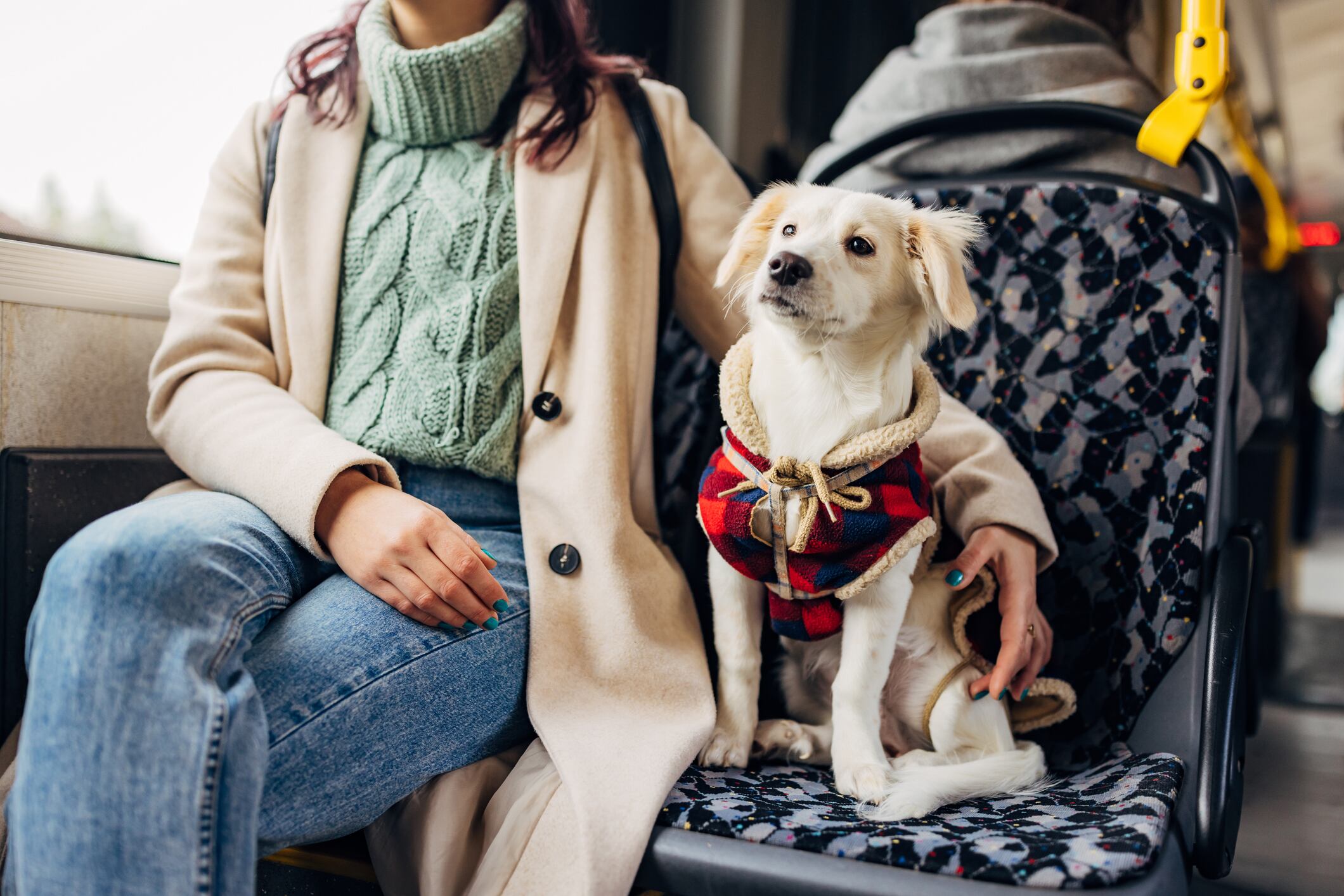 Mascotas en Transmilenio, imagen de referencia. Foto: Getty Images