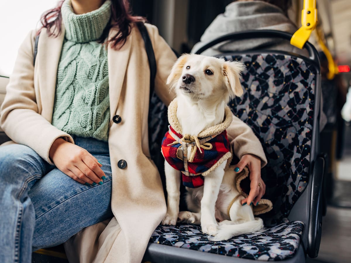 ¿Qué es un animal de compañía? La Corte Constitucional responde