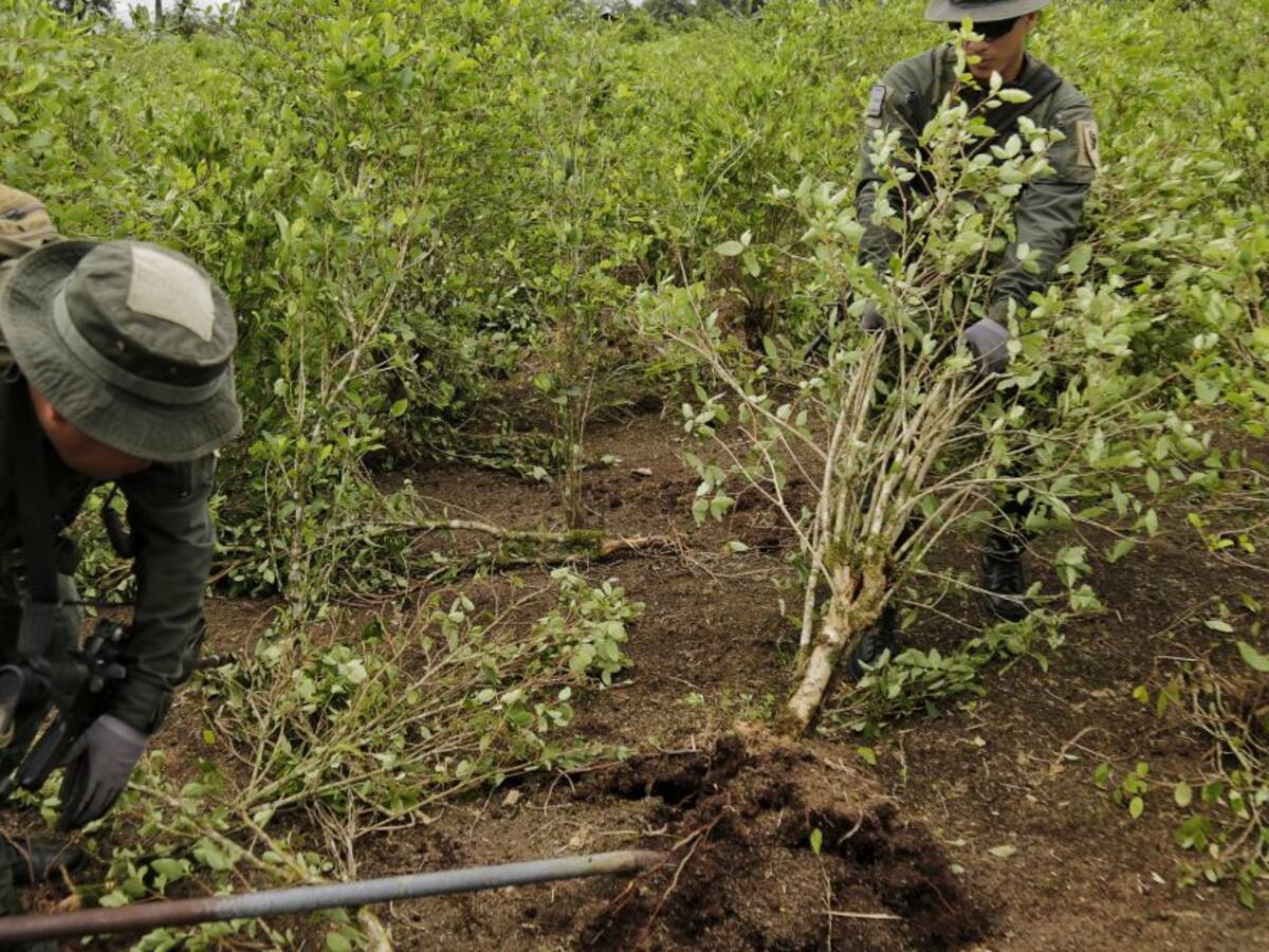 Ejército investiga muerte de campesino durante labores de erradicación