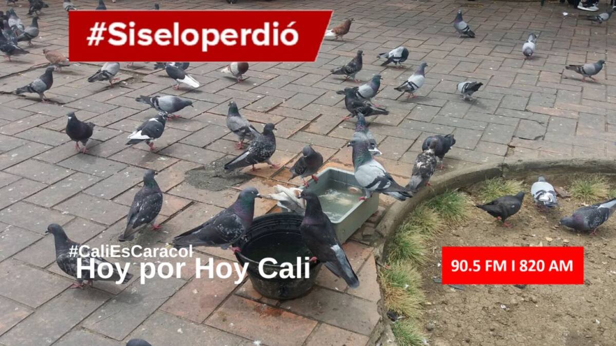 Cali Hoy por Hoy 12 de mayo del 2020