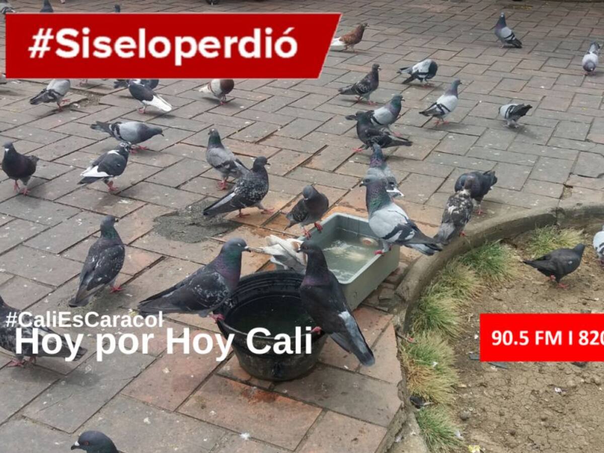 Cali Hoy por Hoy 12 de mayo del 2020