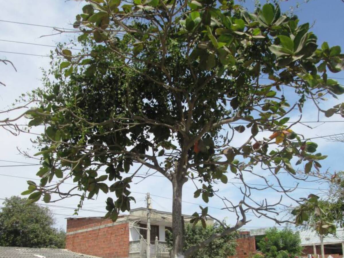 Piden a autoridad ambiental de Cartagena acabar con planta parásita en árboles