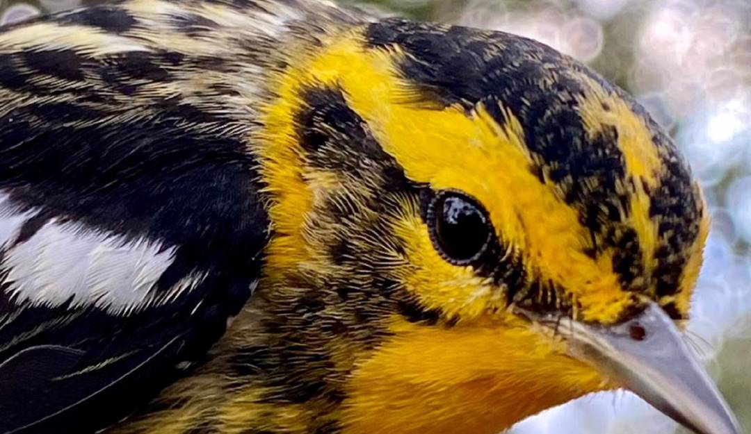 Avistamiento de aves en Colombia. Foto: Instituto Nacional de Ciencias Naturales de la Universidad Nacional