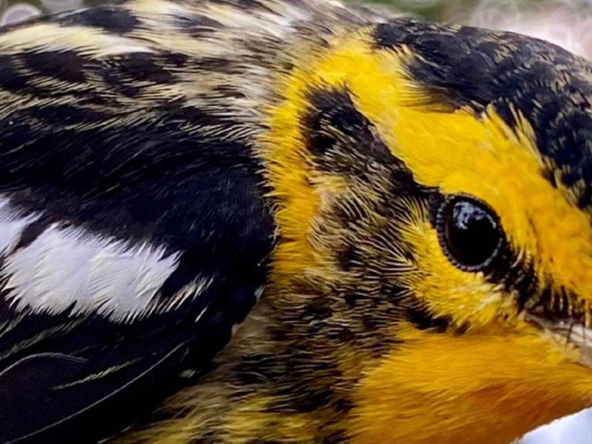 Global Big Day: Colombia encabezó el listado de avistamiento de aves