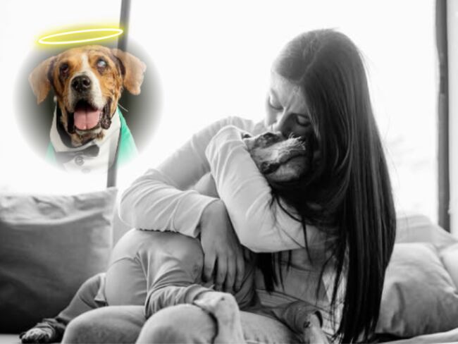 Colombia llora tras la muerte de Ángel, símbolo de la lucha contra el maltrato animal en el país