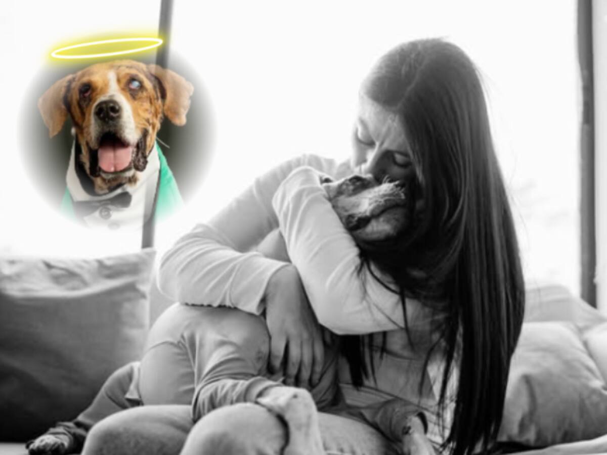 Colombia llora tras la muerte de Ángel, símbolo de la lucha contra el maltrato animal en el país