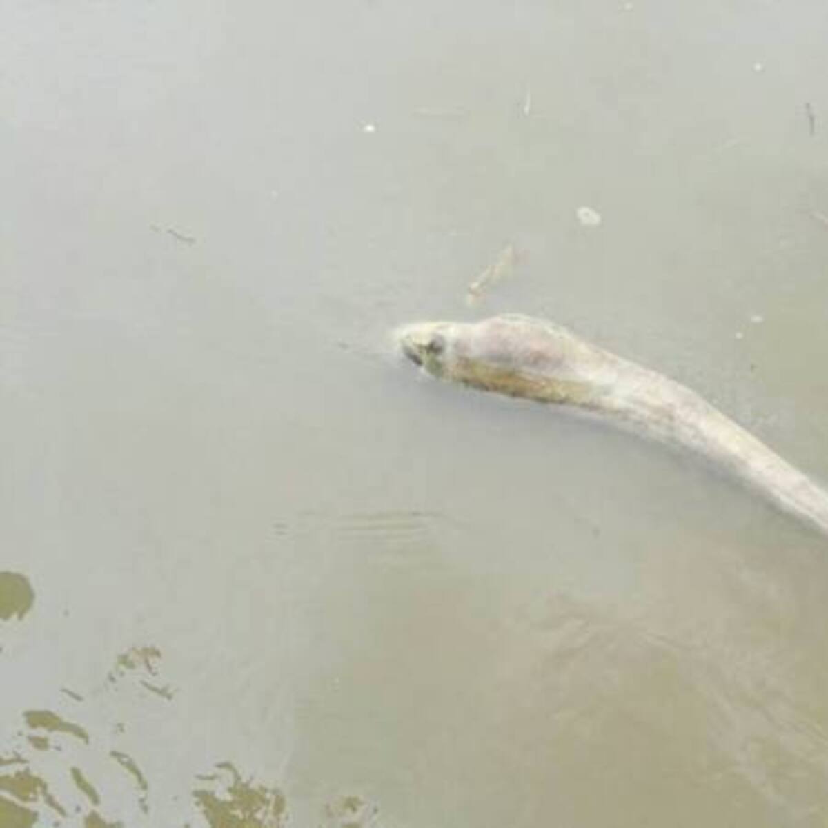 Mortandad de peces en el río Cauca a su paso por Risaralda