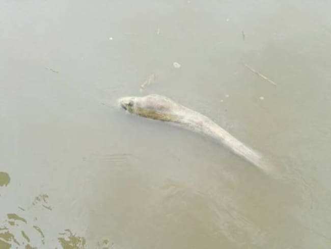 Mortandad de peces en el río Cauca a su paso por Risaralda