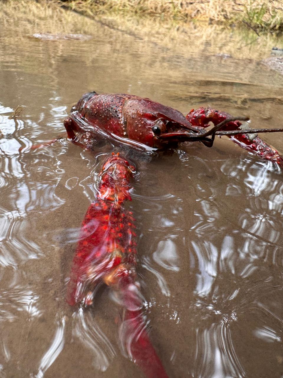 CAR lanza alerta por presencia de cangrejo rojo altamente peligroso para su consumo. Foto: CAR