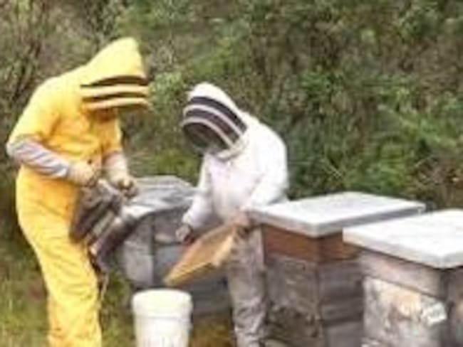 Baja producción de miel en el Huila.