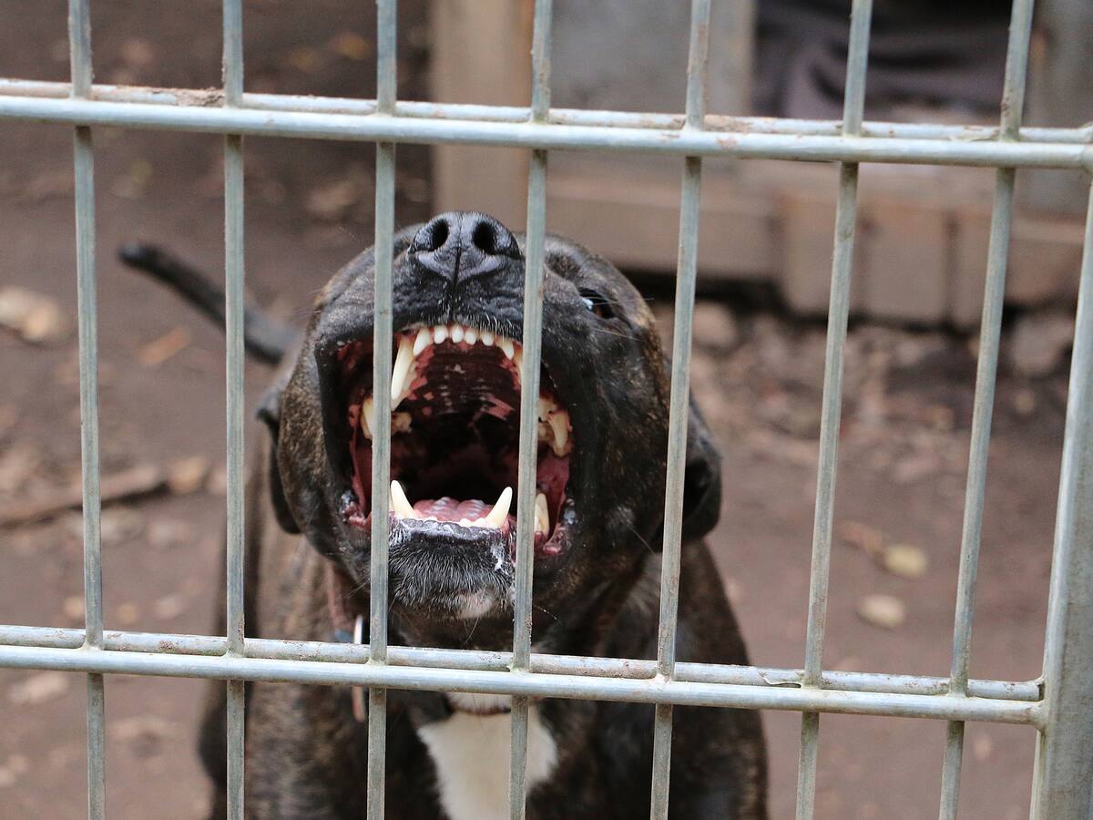 Mujer de 80 años murió tras ser atacada por un perro pitbull en Cauca