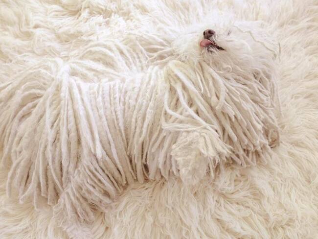 Se llama Beast y es de raza Puli.