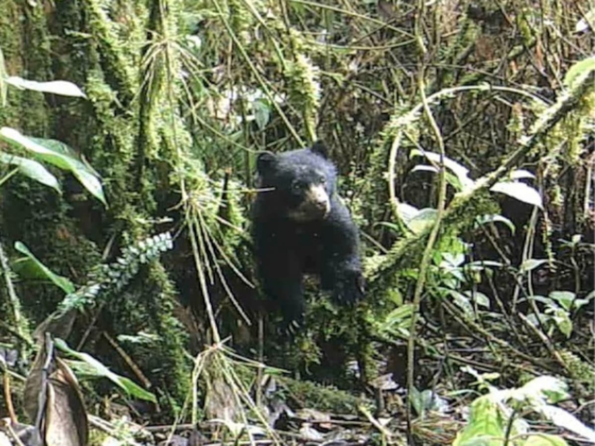 Apareció una osa de anteojos con su cría en el occidente del Huila