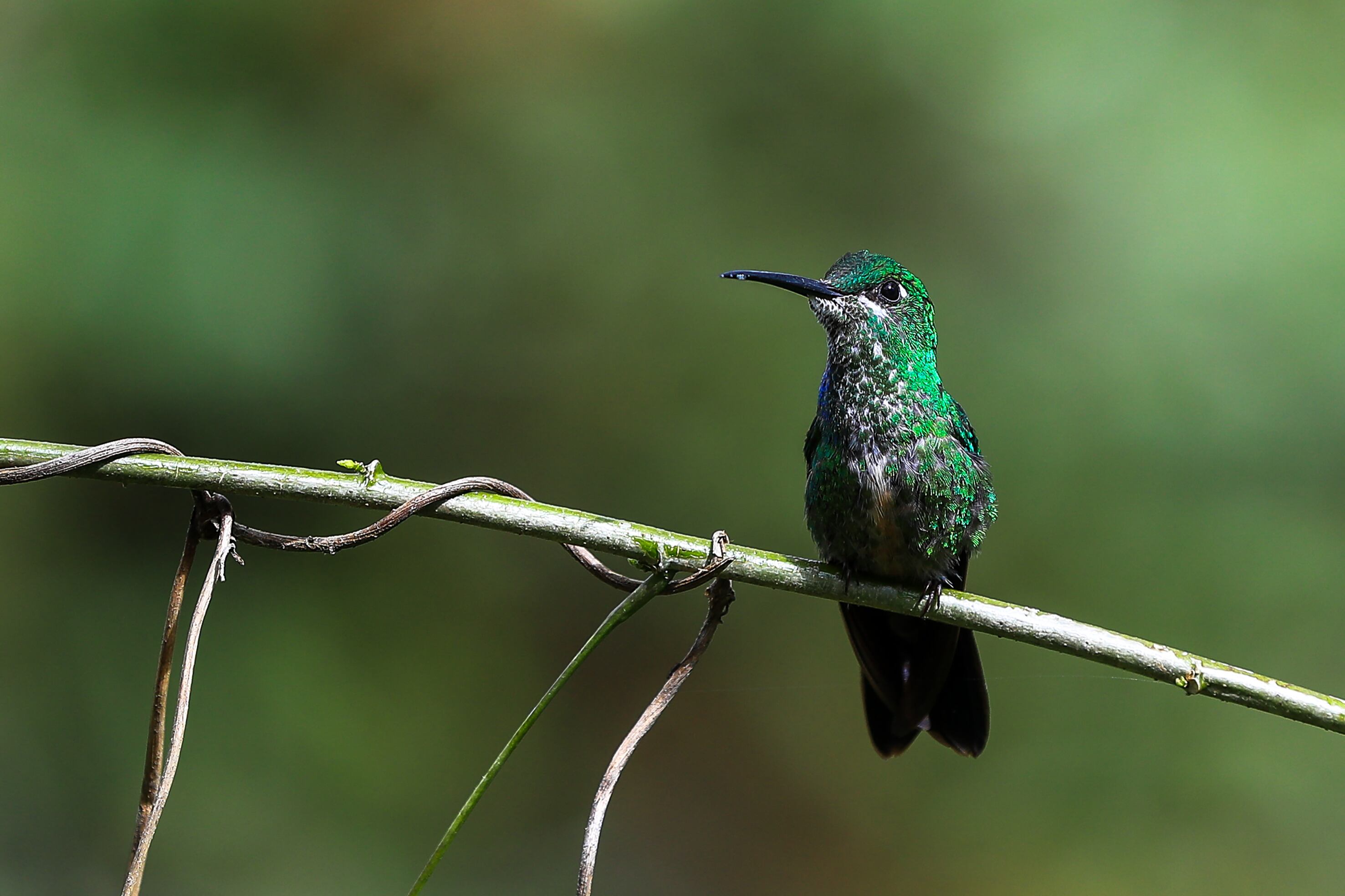 Naturaleza. Imagen de referencia. EFE/ José Jácome