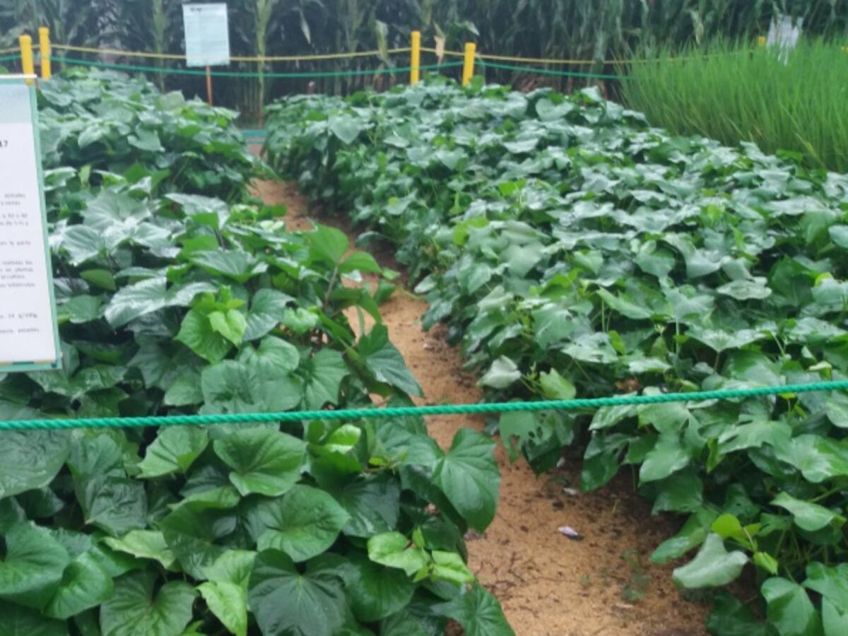 El camote, ¿mejor que la papa?