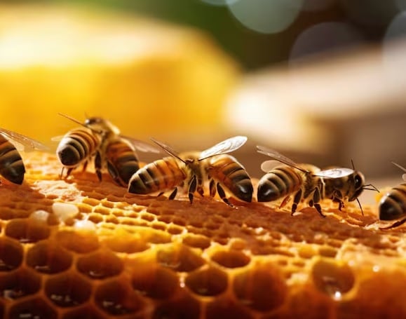 Getty Images / Abejas en colmena