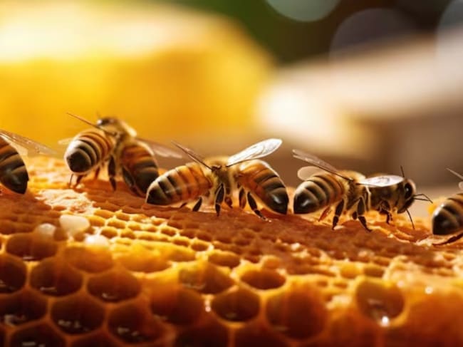 Getty Images / Abejas en colmena