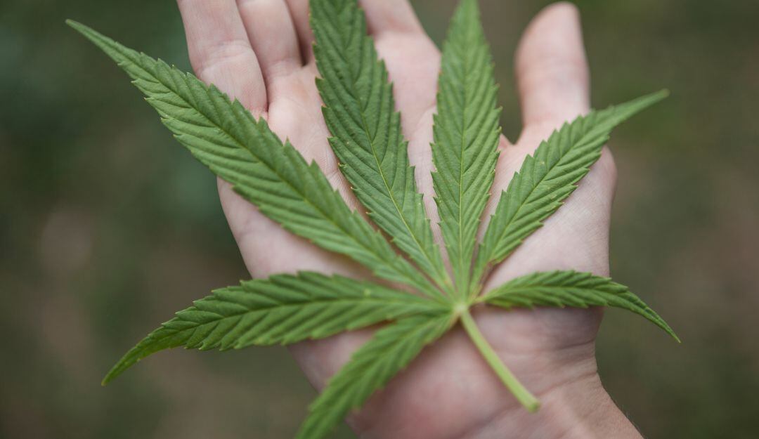 Imagen de referencia