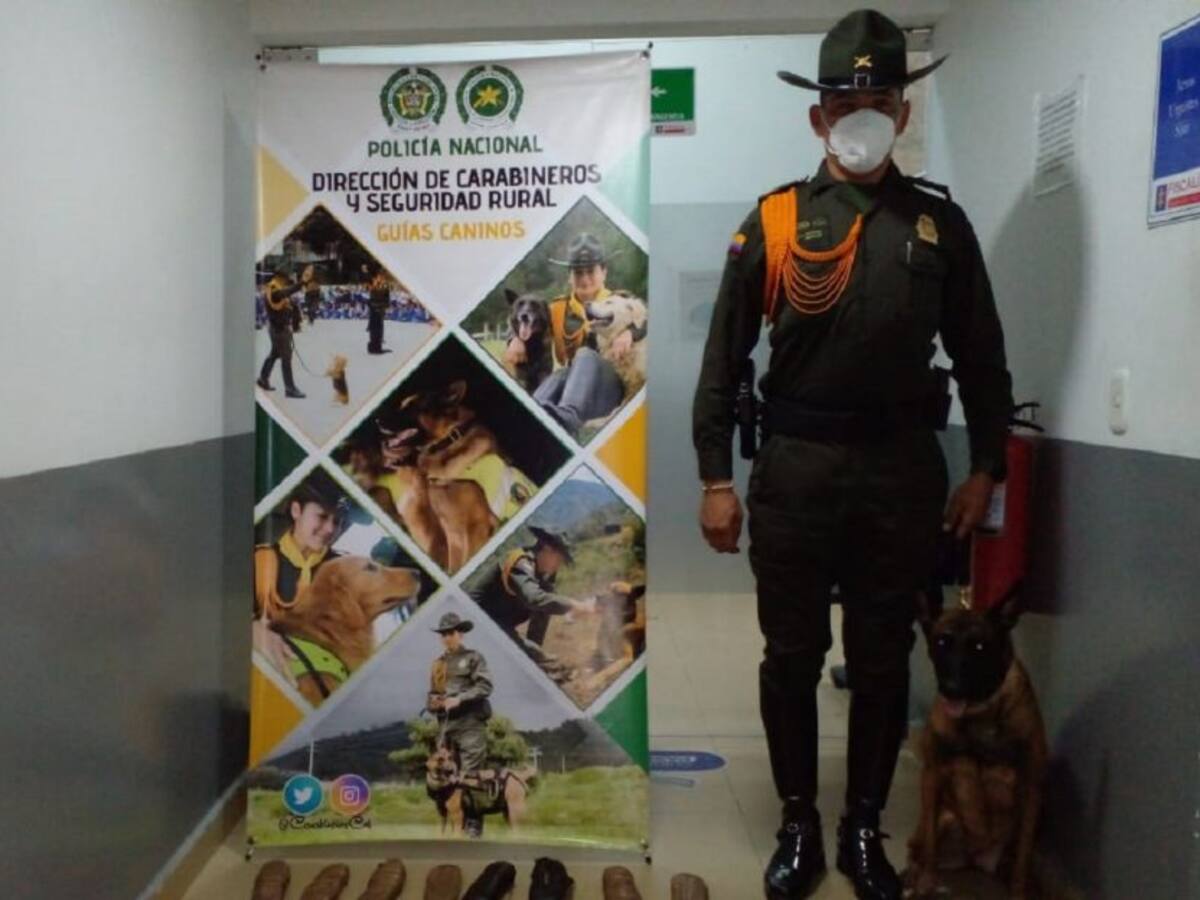 Policía incauta droga gracias al olfato de la canina África