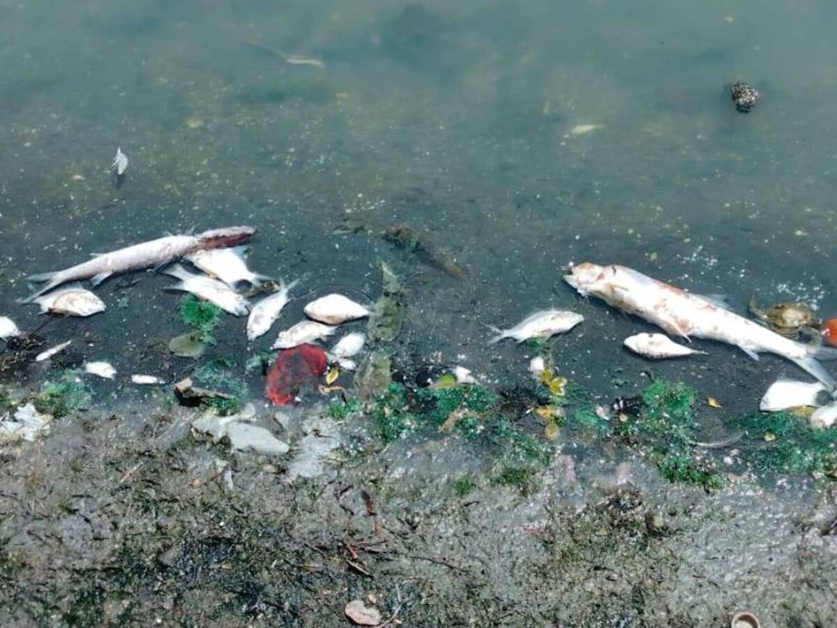 Cardique había advertido falta de oxigenación en El Laguito