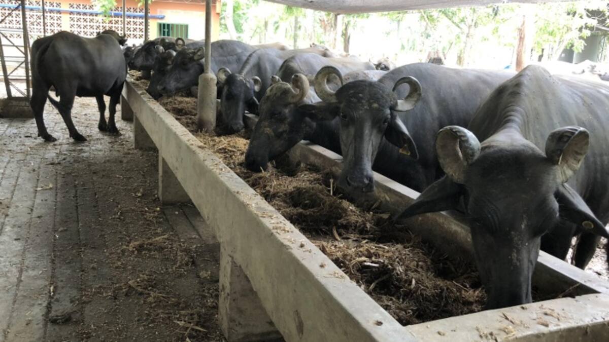 El búfalo, una alternativa deliciosa y nutritiva
