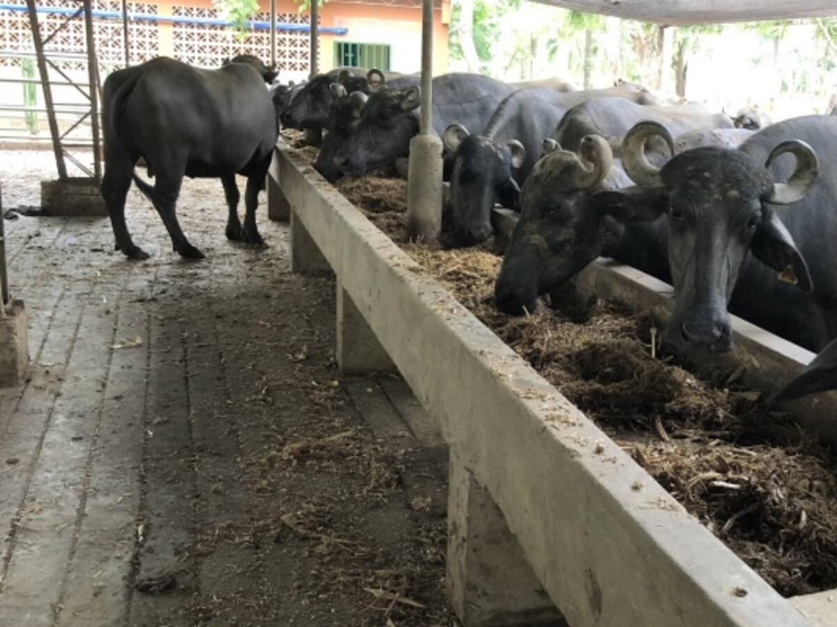 El búfalo, una alternativa deliciosa y nutritiva