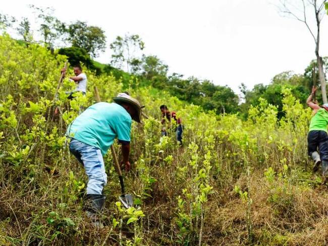 Bolívar conforma Área Regional de Control contra enfernedad HLB en cítricos