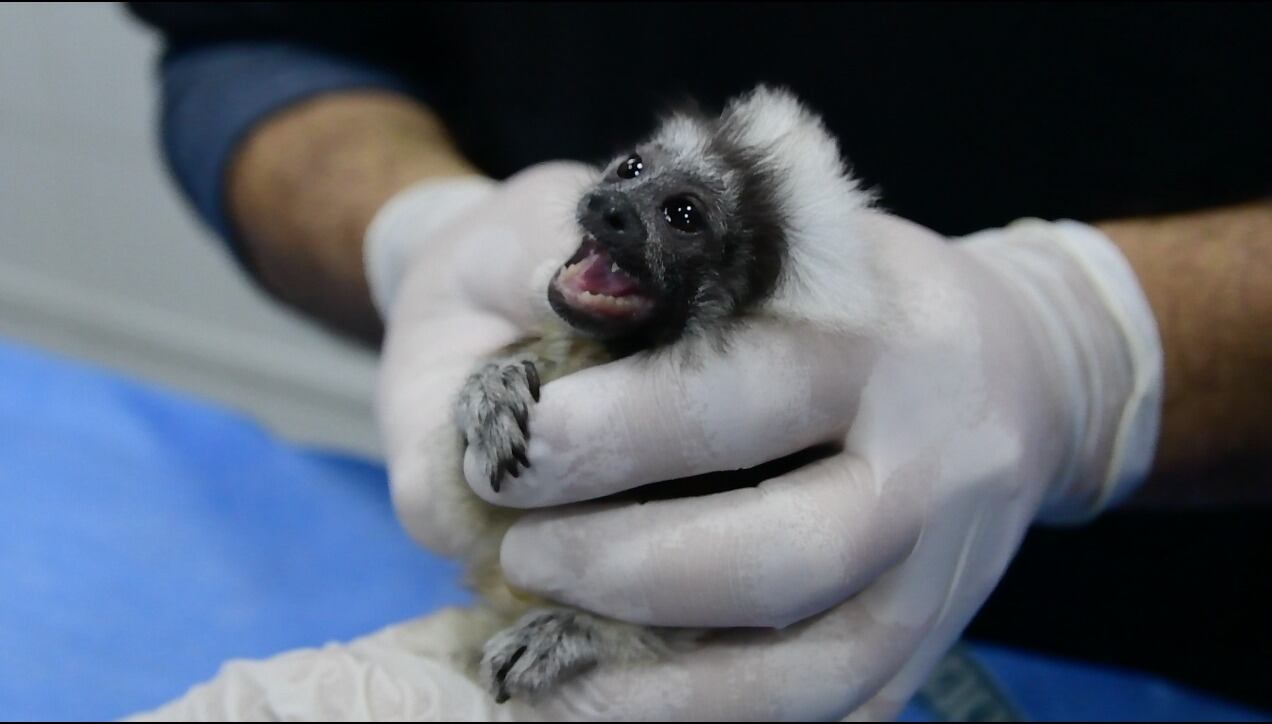 Monos Tití cabeciblancos