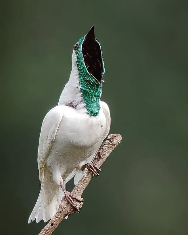 ¿Cuáles son las 2 aves más ruidosas del mundo?